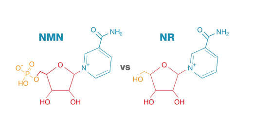 agyműködés, antiaging, NAD+, értékesítés, minőség, szívműködés, fiatalság, sejtmegújulás, kratom világ, inzulin, cukorbetegség,
