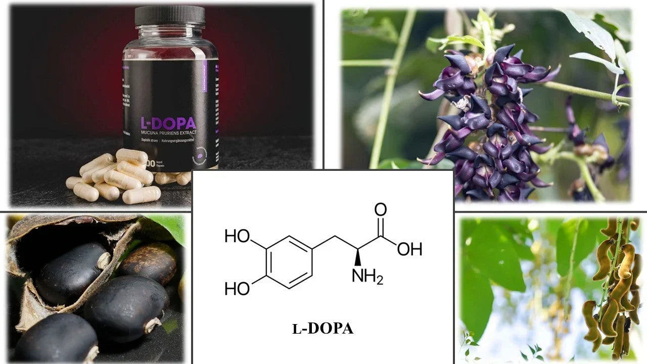 L-Dopa kapható a Kratomworldnél