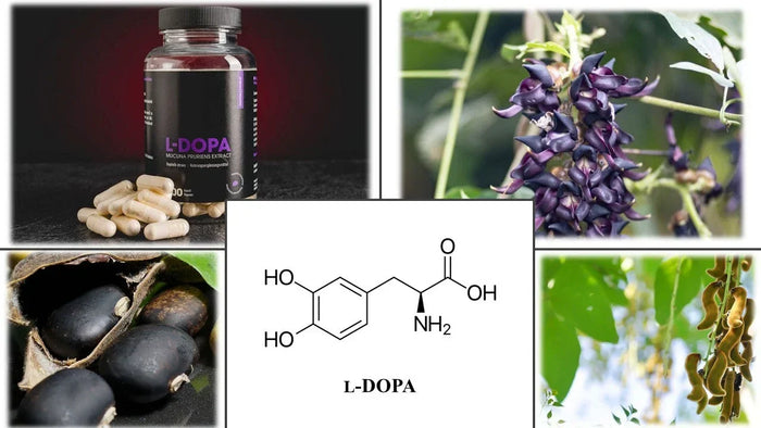 L-Dopa kapható a Kratomworldnél