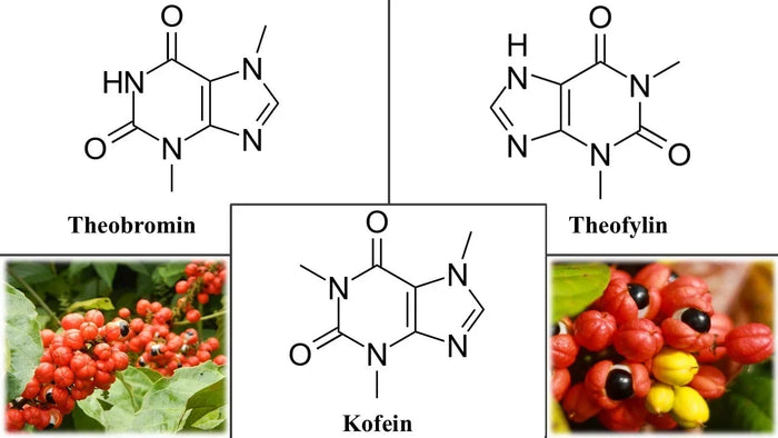Guarana-összeállítás, tudományos cikk, Kratom World értékesítés