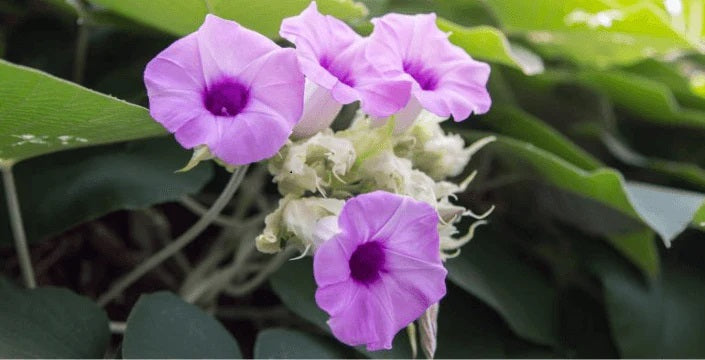 baby hawaiian woodrose